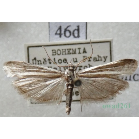 Homoeosoma nimbella (Duponchel, 1837) Czech46d